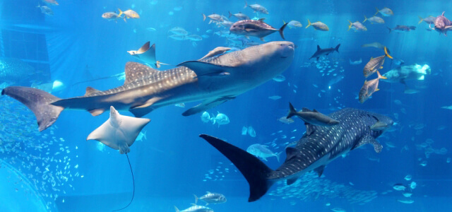 美ら海水族館到着